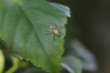 Springspinnen Weibchen Sri Lanka