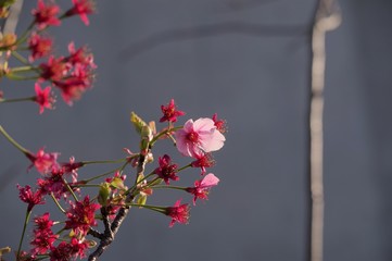 ほとんどの花が散った桜