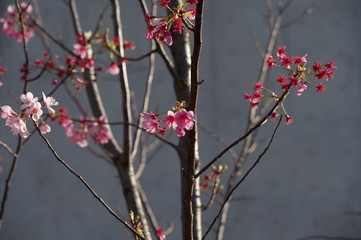 ほとんどの花が散った桜