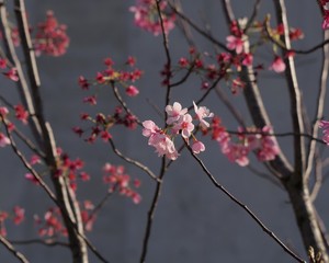 ほとんどの花が散った桜