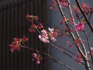 ほとんどの花が散った桜