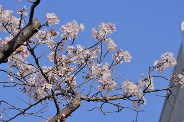 満開の桜