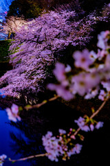 東京の夜桜