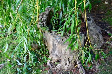 People left wish coins together luck on an old tree stump