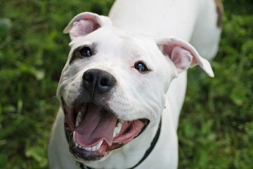 American Staffordshire Terrier outdoor portrait. Amstaff puppy portrait.