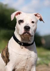 American Staffordshire Terrier in the beach. Dog in the beach