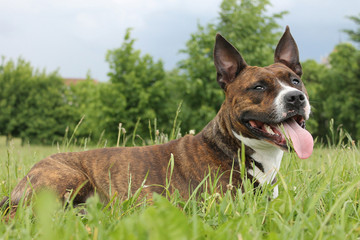 Amstaff dog in the park lie on the grass.