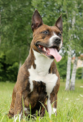 Amstaff dog in the park lie on the grass.