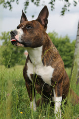 Amstaff dog in the park lie on the grass.