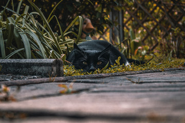 cat in garden