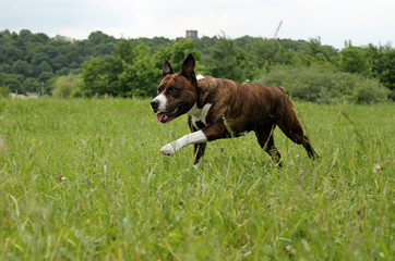 Amstaff dog in the park lie on the grass.