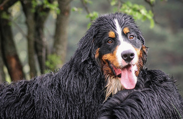 Bernese mountain dog posing near water. 
