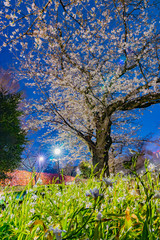 東京の夜桜
