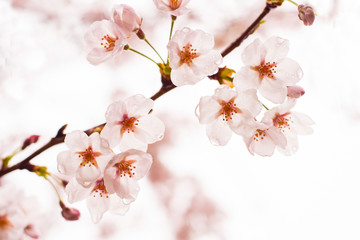 벚꽃