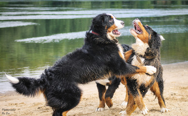 Fototapeta premium Bernese mountain dogs playing outside in the water and sand. Action photography of dogs.