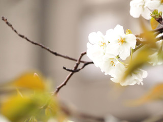 sakura 桜 2