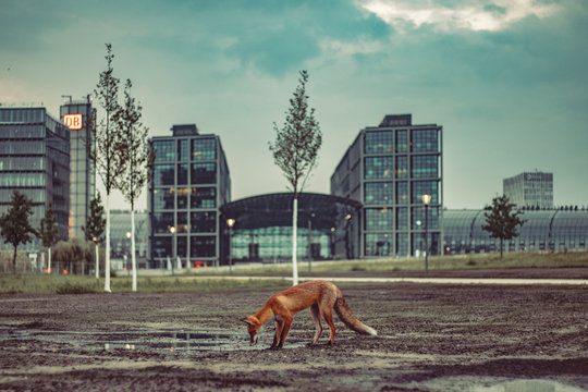 fox in the city