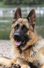 German shepherd dog posing outside in the nature park	