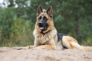 German shepherd dog posing outside in the nature park