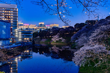 東京、千鳥ヶ淵の夜桜