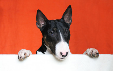 Bull terrier show dog posing