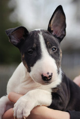 Bullterrier puppy outside portrait.