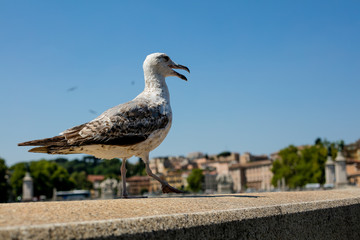seagull on post