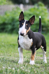 Bullterrier puppy outside portrait.