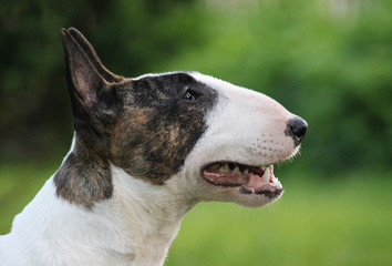 Bull terrier show dog posing outside in green background.