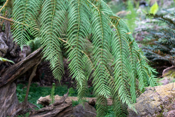 A green leaf of Dicksonia blumei fern