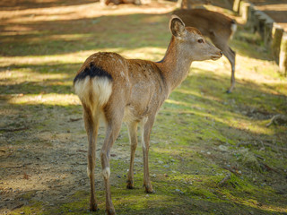 Naklejka na ściany i meble Nara deer of the Nara park in Japan