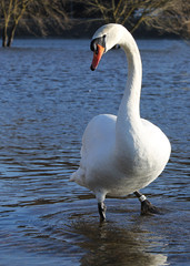 Swan in the river. Swan and birds around.