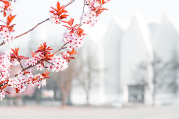 spring flower cherry