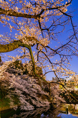東京の夜桜