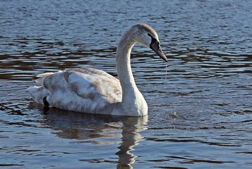 Swan in the river. Swan and birds around.