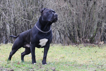 American staffordshire terrier male portrait.
