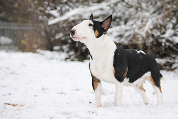 Bullterrier dog posing in the snow. Winter portrait of bull terrier.