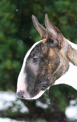 Bullterrier dog posing in the snow. Winter portrait of bull terrier.