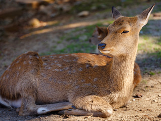 Nara deer of the Nara park in Japan