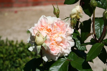 Rosa