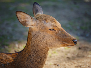 Nara deer of the Nara park in Japan