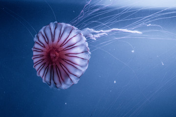 huge jellyfish under water