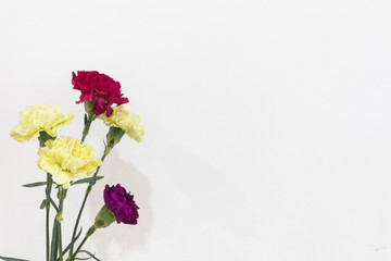 color carnations isolated on bright background on white background
