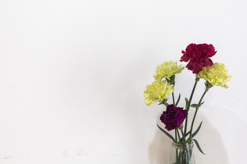 color carnations isolated on bright background on white background