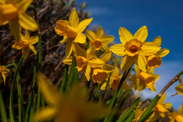 Spring Flowers Colour Plants Nature