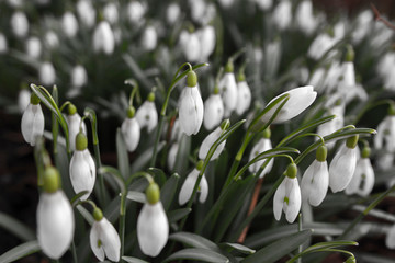 Fototapeta premium Spring Flowers Colour Plants Nature