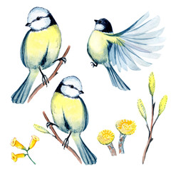 set of watercolor illustrations with birds and flowers