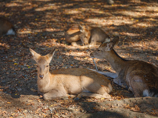 Nara deer of the Nara park in Japan