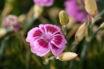 Carnation Pink Kisses