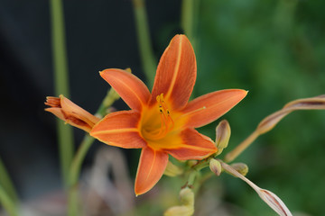 Orange daylily